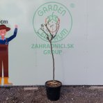 Albízia ružová (Albizia Julibrissin)  - výška 130-150 cm, obvod kmeňa 6/8 cm, kont. C25L